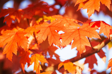 Red and golden autumn leaves