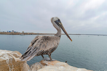 Brown pelican on top of a rock at the coastal area of Oceanside in California