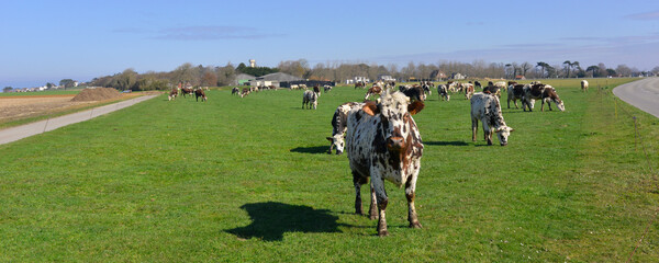 Panoramique vache d'accueil à l'entrée de Quiberville (76860), département de la Seine-Maritime en région Normandie, France