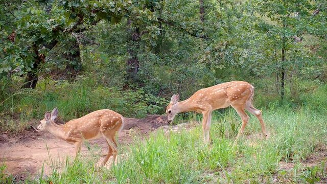 Two White-tailed fawns at a dry creek bed in the woods, taking a quick drink from a remaining small puddle