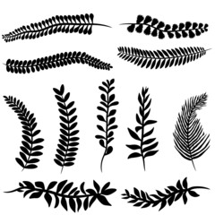 set of silhouettes of leaves svg vector illustraton