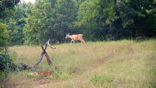 White-tailed doe walks across a small opening in the woods, with a fawn following her