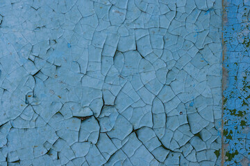 Blue peeling paint on the wall. Old concrete wall with cracked flaking paint. Weathered rough painted surface with patterns of cracks and peeling. High resolution texture for background and design.