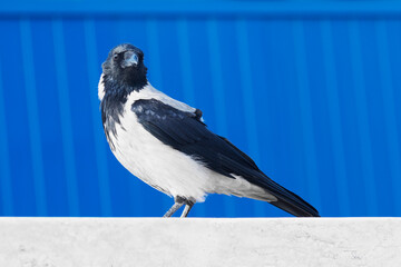 hooded crow bird on blue background
