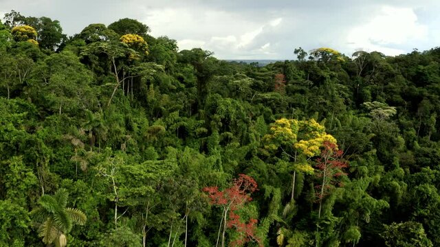 Diverse tropical forest which is colored in different colors due to the yellow, red and purple flowers of the Amazon forest trees