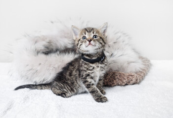 Little cute tabby kitten sitting. Selective focus.