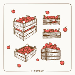 Harvest apples in wooden crates. Vintage sketch garden background. Hand drawn design. Vector illustration. 
