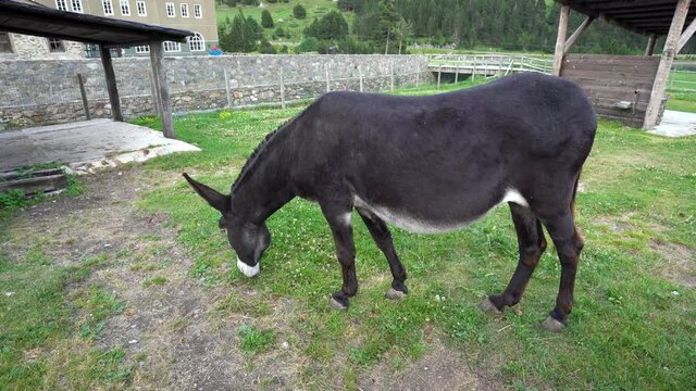 donkey or Equus africanus asinus grazing