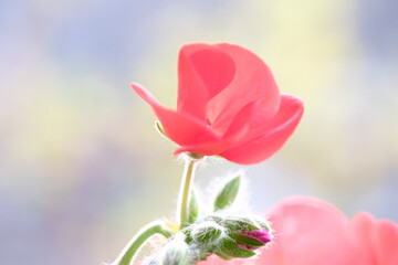 ゼラニウムの花のつぼみをマクロレンズでクローズアップ撮影