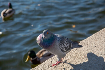 a grey pigeon stands on a grey surface. a pigeon near the water. isolated bird