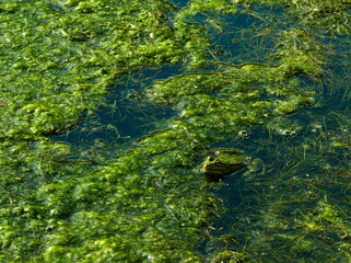 Edible frog  (Pelophylax kl. esculentus). Frog in the pond. 
Common water frog. Frog in the algae