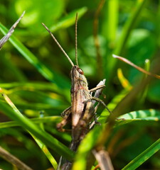 grasshopper on a leaf. close-up on a grasshopper in the grass. Macro of a insect