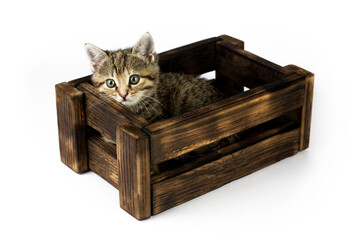 Little cute funny kitten sitting in a wooden box on white background