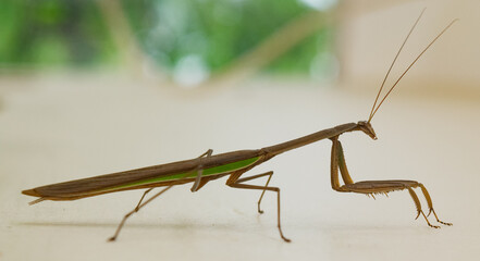 praying mantis on white background