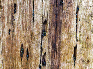 Old wooden groyne with shells at low tide as background