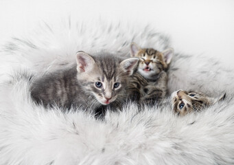 Little kittens on fluffy fur background. Shallow depth of field. Selective focus.