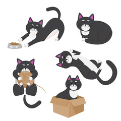five black cats in different poses on a white background.  cat in a box. Set cats. the cat is playing. cat eating