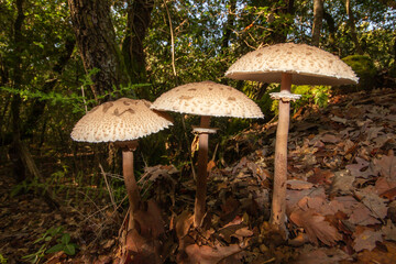 Details of Macrolepiota procera mushroom (snake's hat or snake's sponge) growing in the forest , It is a common species of the parasol mushroom. It is found solitary or in groups. Wild nature 