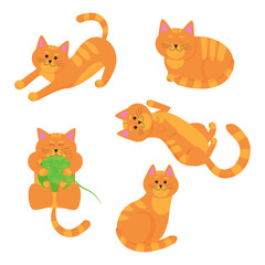 five ginger cats in different poses on a white background 