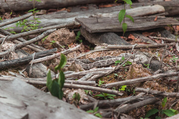 Klapperschlange in der Chapada Diamantina