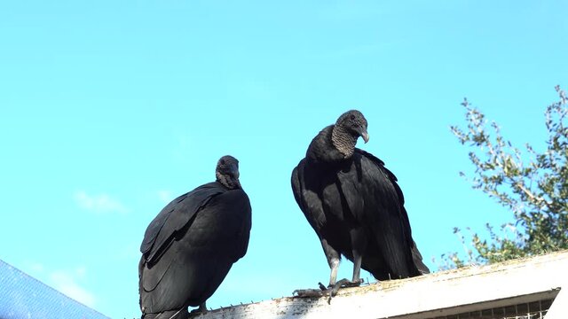 Two Black Vultures perched on top of rookery house with blue sky background--one vulture is looking straight into camera lens.   