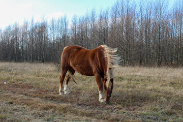a horse in a windy field