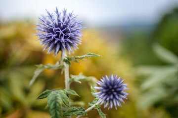 Distel im Sommer in Deutschland