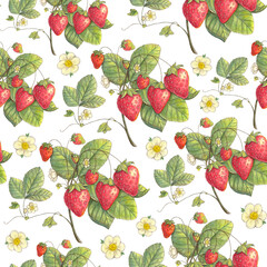 Strawberry berry seamless pattern. Hand drawn illustration. Design for vintage packaging. Color sketch. Colored pencil drawing.