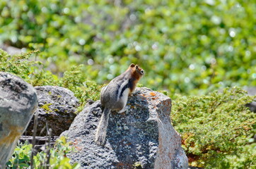 Golden Mantled Ground Squirrel sitting on a rock in Jasper National Park.