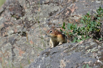 Golden Mantled Ground Squirrel sitting on a rock in Jasper National Park.