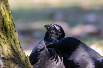 Hooded crows rest by a tree trunk, Corvus corone, black birds that live in cities