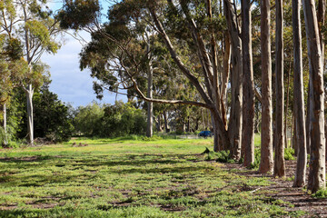 row of eucalypt trees in field