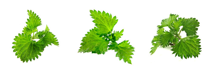 A set of three nettle branches on a white background isolated