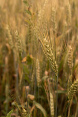 Wheat ear close-up, ripe ear on the background of a farm wheat field