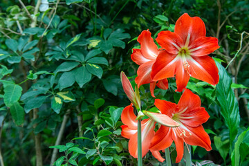 Red Amaryllis flower blooms in garden