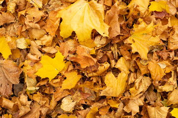 Fototapeta na wymiar Yellow autumnal maple leaf on the ground, autumn natural plant background