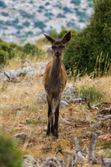 small red deer on the forest walking 