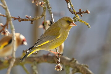 The European greenfinch (Chloris chloris) male on tree branch