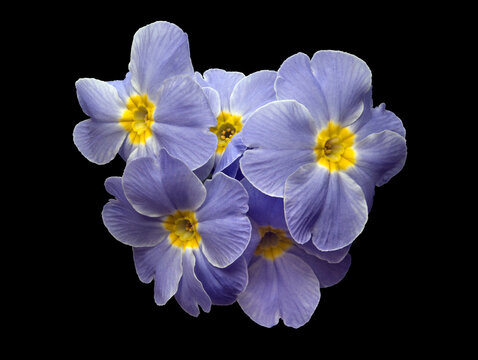 Pale blue Polyanthus flowers isolated on black