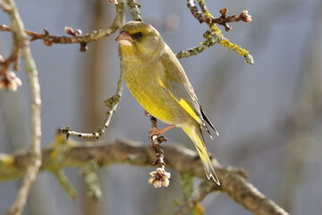 The European greenfinch (Chloris chloris) male on tree branch