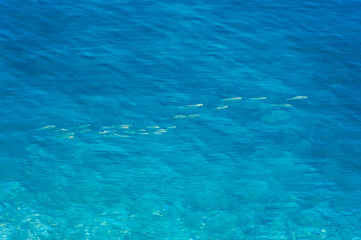Fototapeta premium Fishes Under Water Surface.