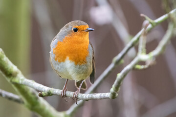 Beautiful European robin (Erithacus rubecula) perched on a branch in a garden, cute winter bird