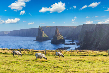 Sunset at Stacks of Duncansby, with a flock of sheep grazing, Duncansby Head, John or 'Groats,...