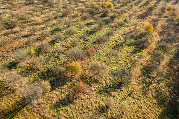 Autumn apple orchard from above