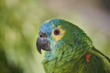 Amazon parrot portrait selective focus