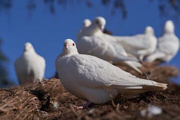 White carrier pigeon close up
