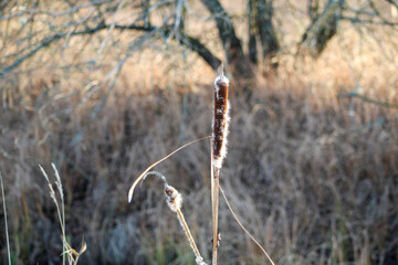 A swamp reed in the wind