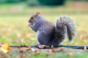 Naklejka na ściany i meble Squirrel munching on walnut in the park sitting with the back at the camera