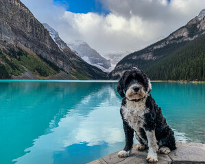 Portuguese Water Dog at Lake Louise in the Canadian Rockies