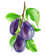 Three ripe blue-purple plums hanging on a vertical branch isolated on a white background.